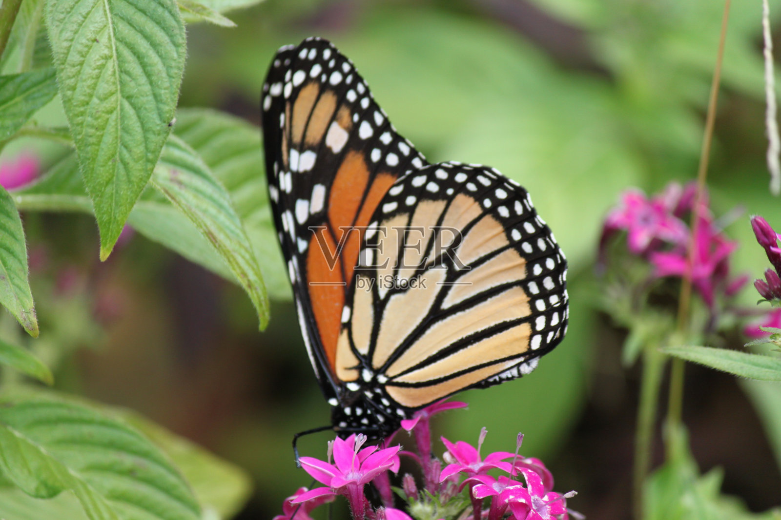 黑脉金斑蝶照片摄影图片