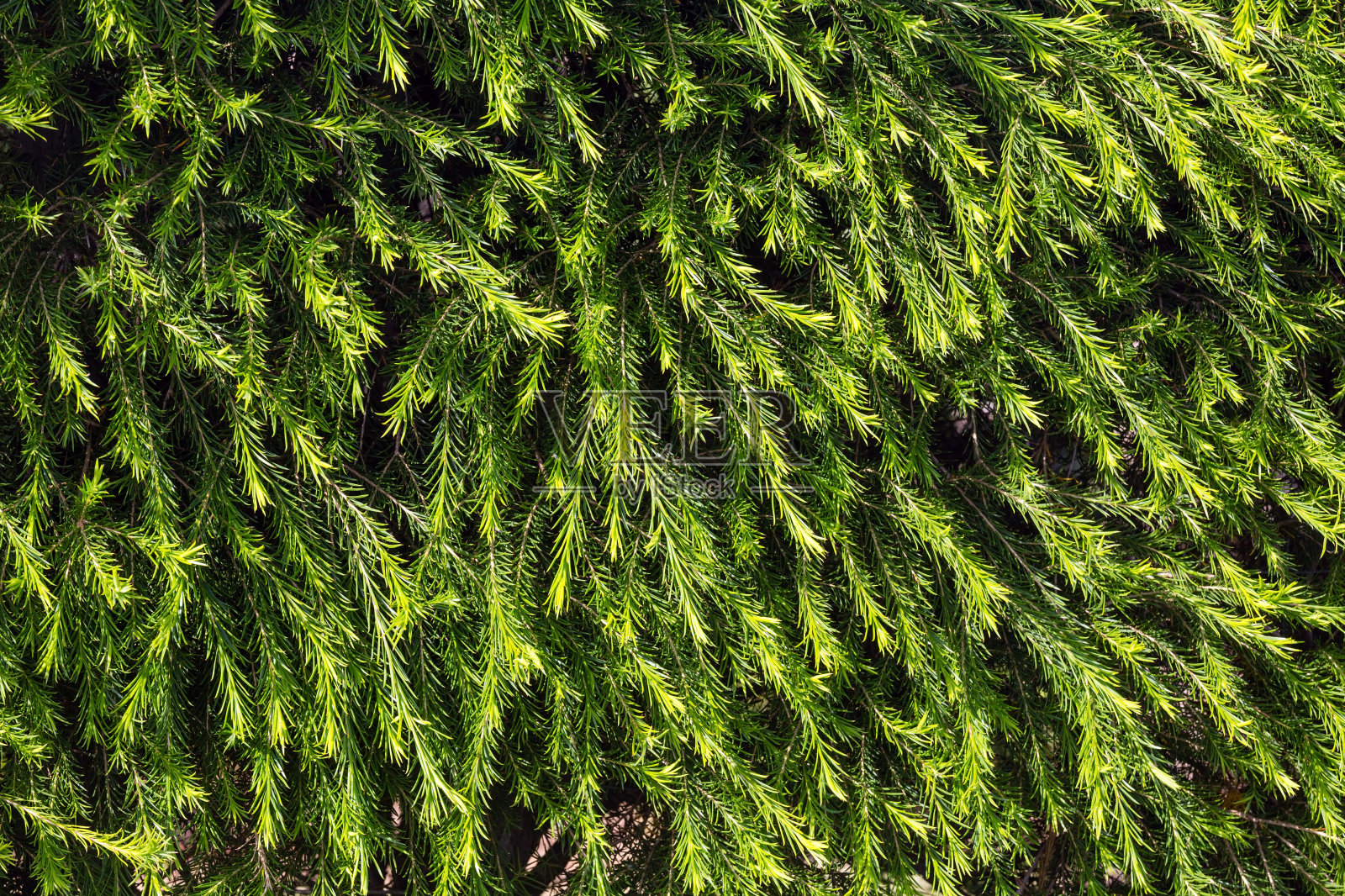 绿针纹理(背景)。照片摄影图片