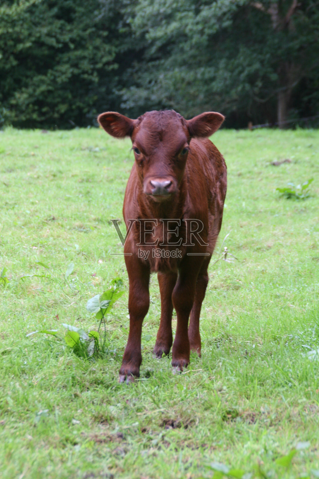 科尔琴照片摄影图片
