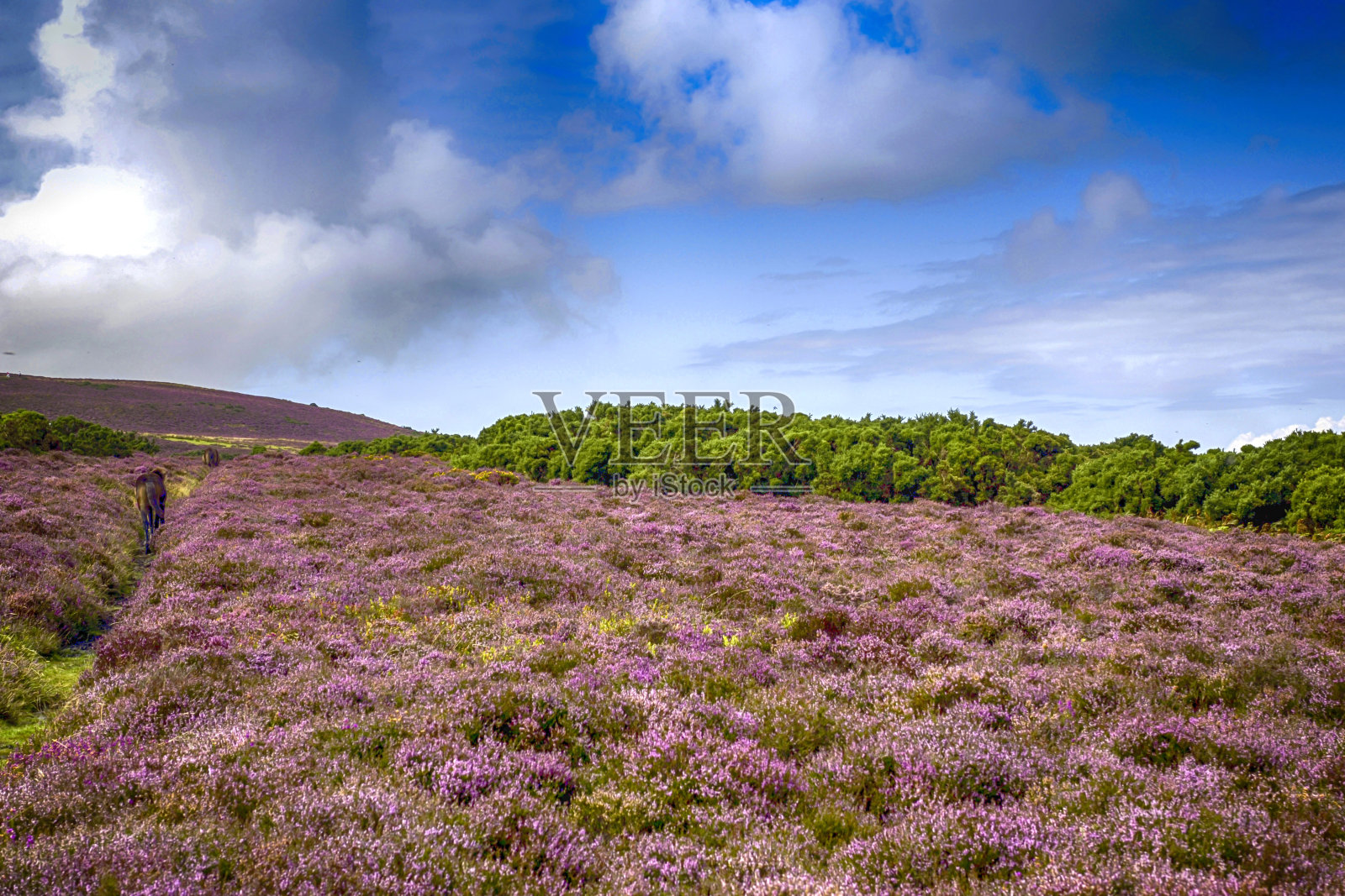 英国北德文郡埃克斯穆尔的野生石南花照片摄影图片
