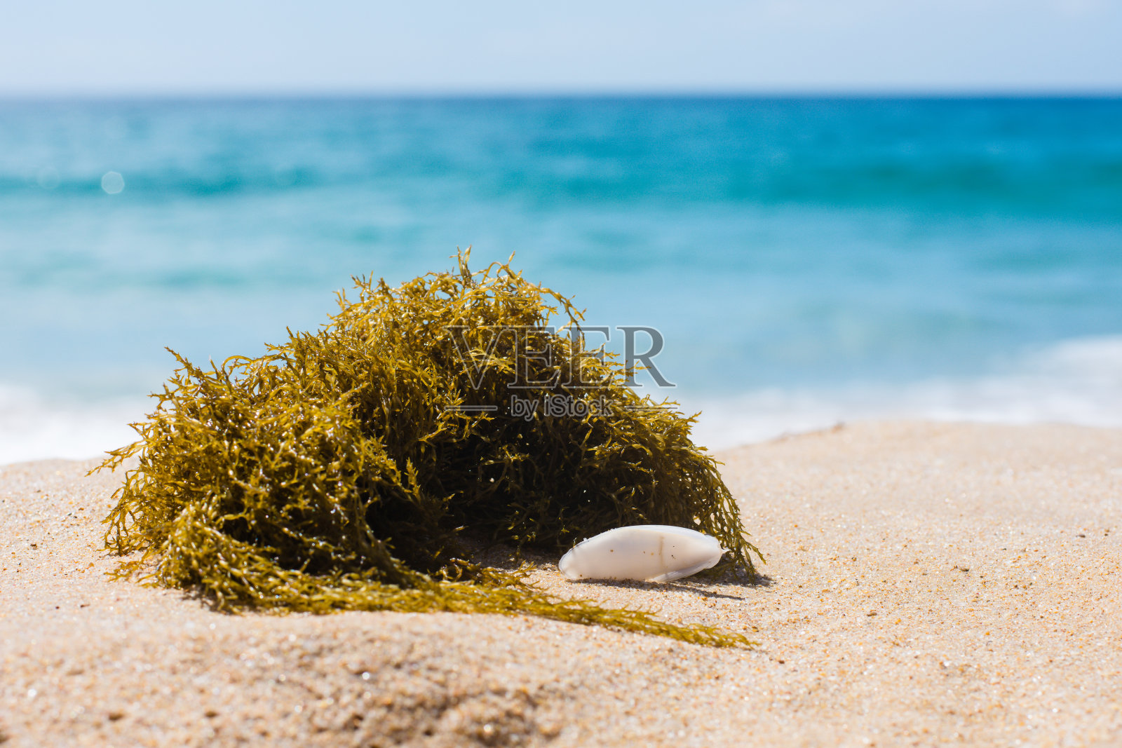 海滩上的海生植物和墨鱼骨架。照片摄影图片