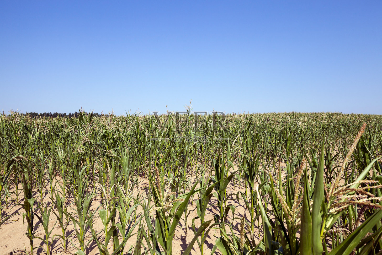 玉米田,夏天的时候照片摄影图片