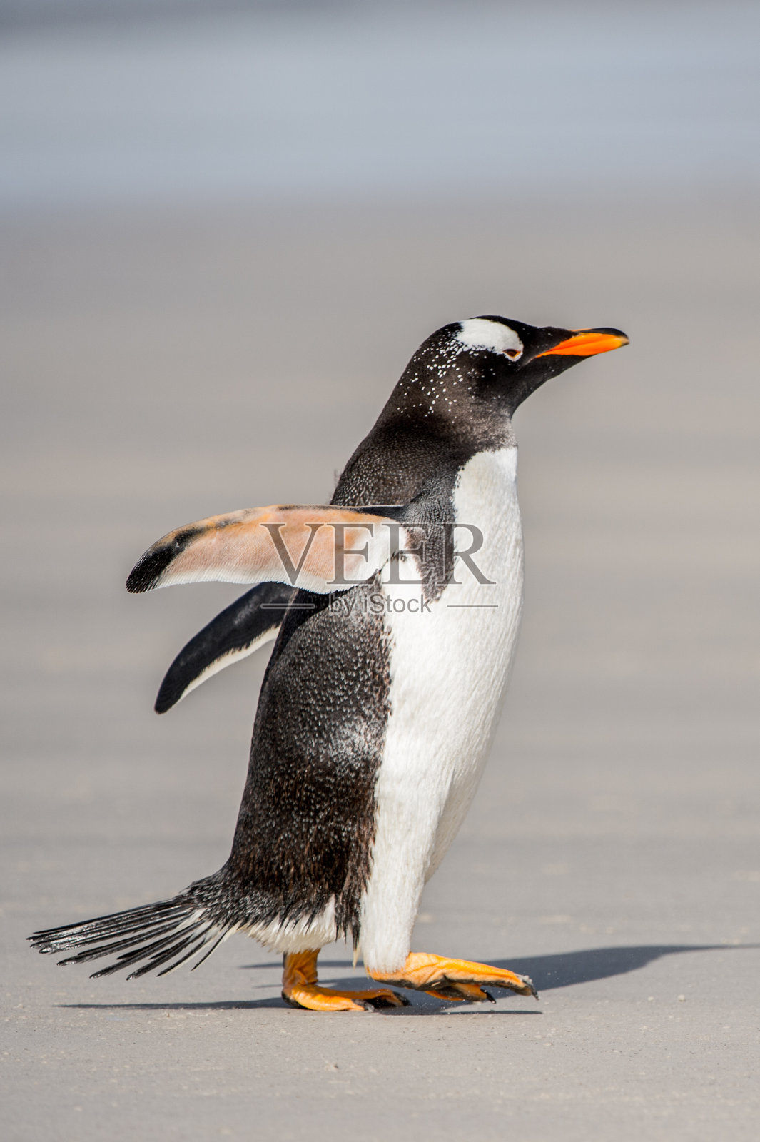 企鹅在南极照片摄影图片