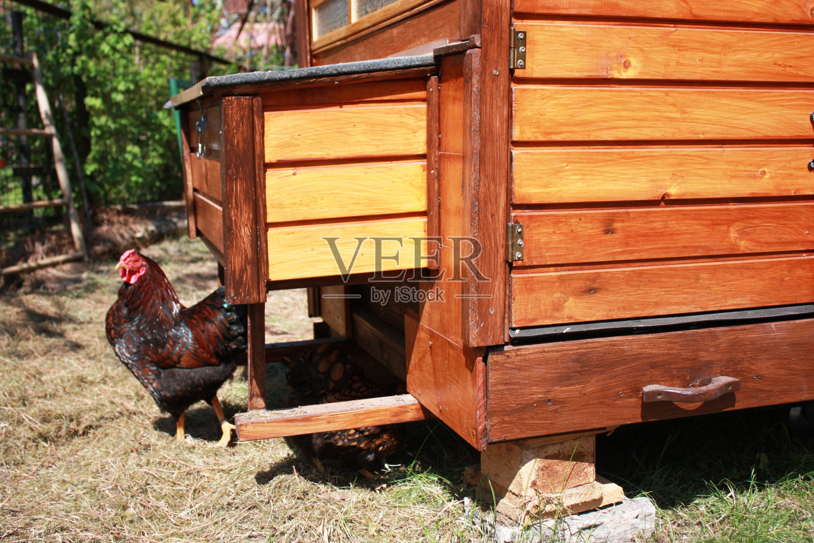 自由生活金花边怀恩多特鸡黄黑流苏照片摄影图片