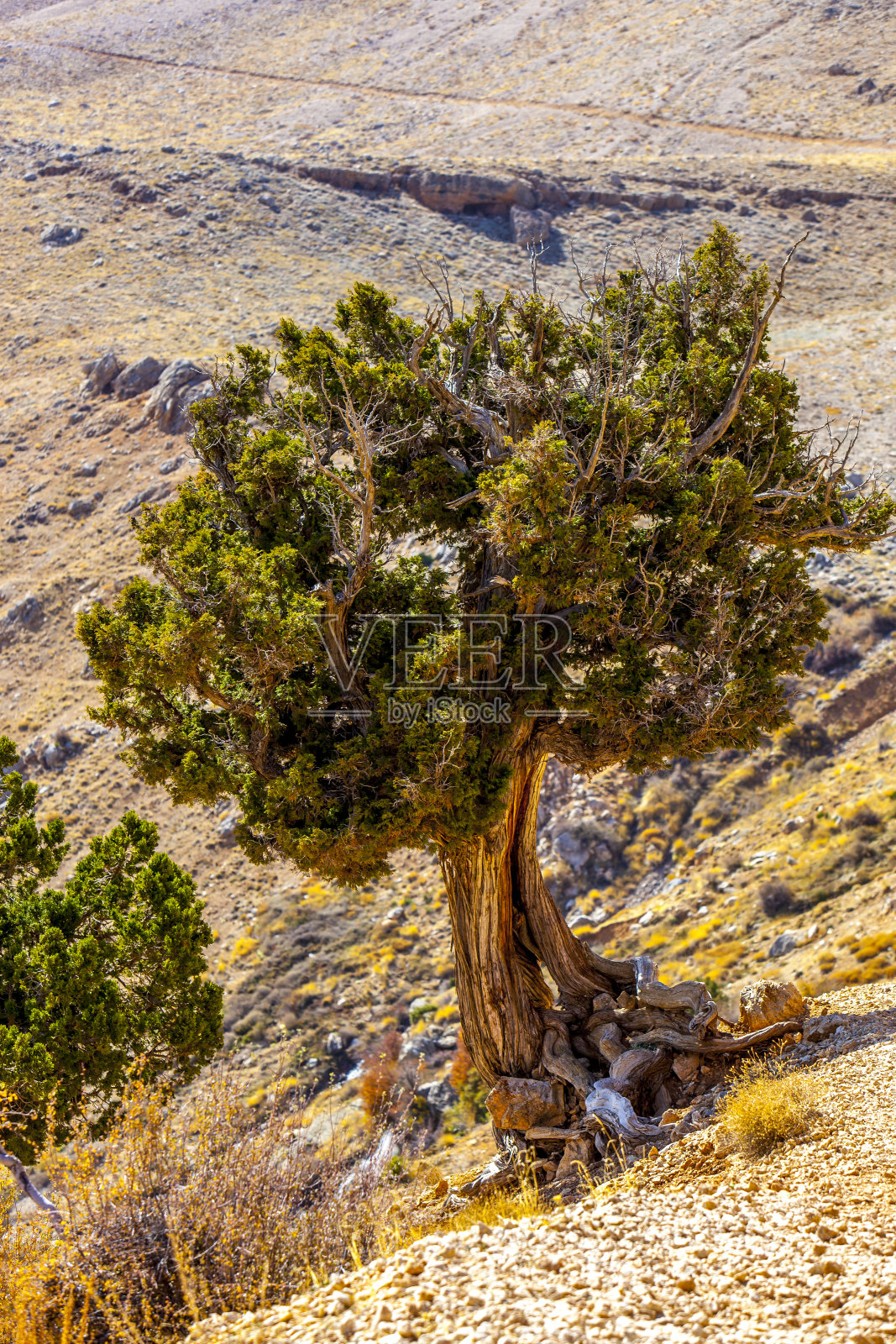 美丽的五彩缤纷的大自然照片摄影图片
