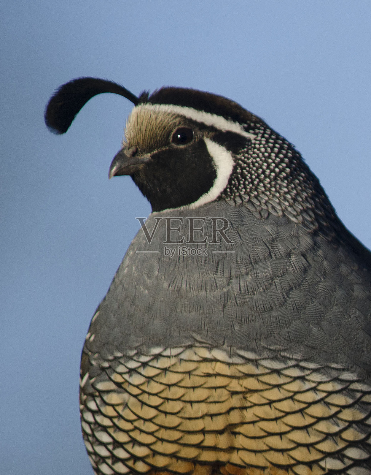 男性加州鹌鹑照片摄影图片