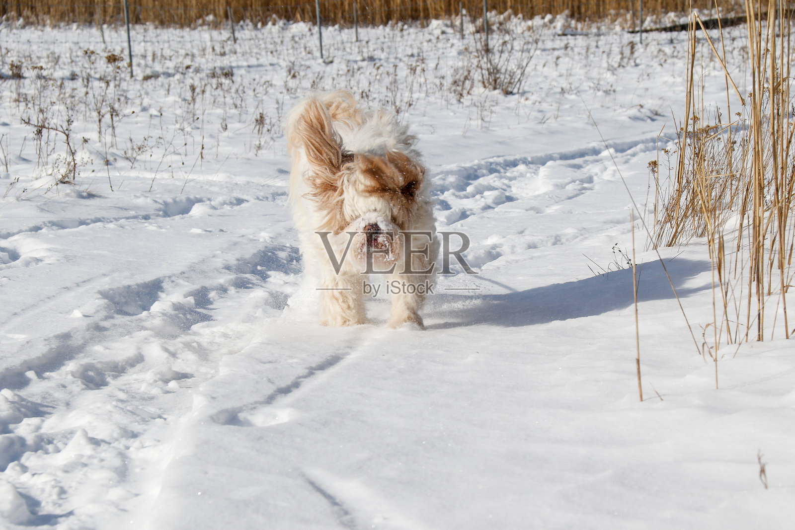 笨件照片摄影图片