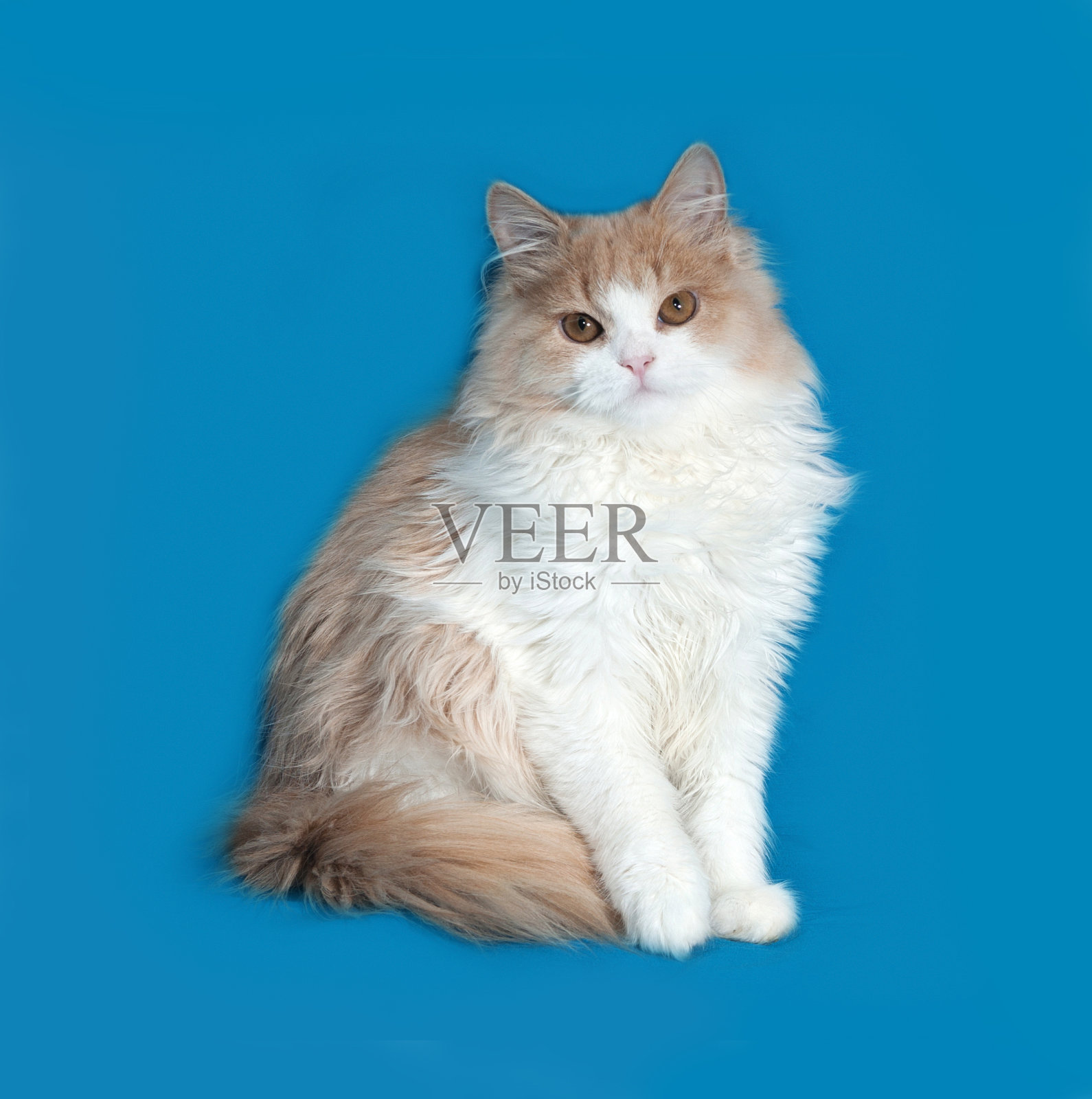 毛茸茸的红白相间的小猫坐在蓝色的上面照片摄影图片