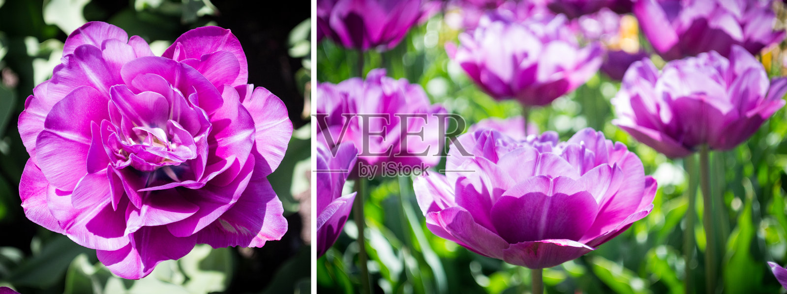 美丽多彩的花朵纽约布鲁克林植物园照片摄影图片