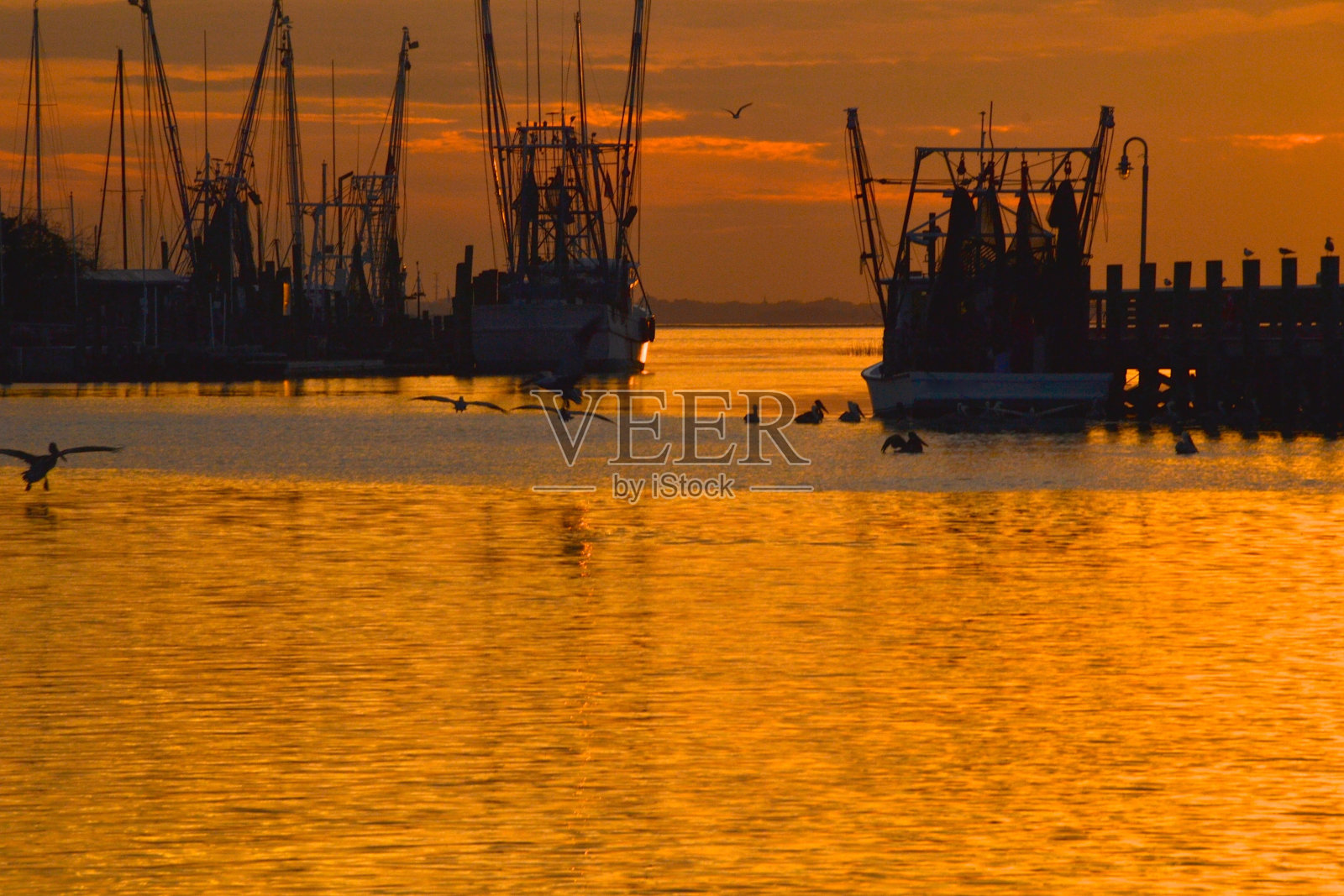 金色黄昏鹈鹕群照片摄影图片