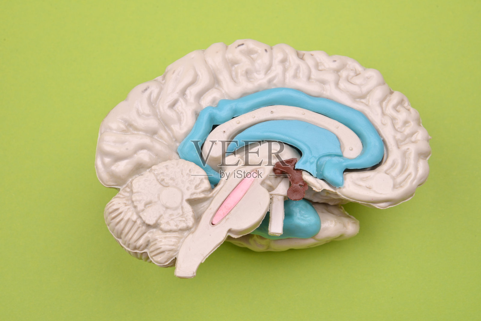 从外部的绿色背景上建立三维人脑模型照片摄影图片