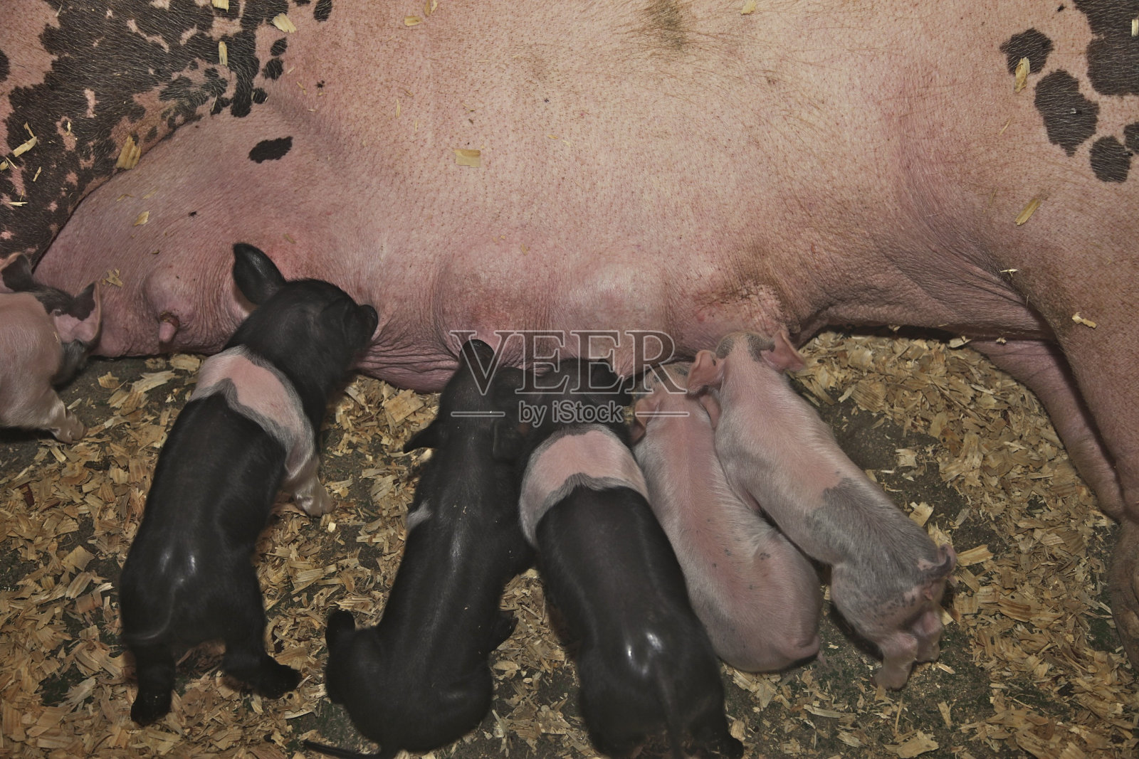 家猪及仔猪照片摄影图片