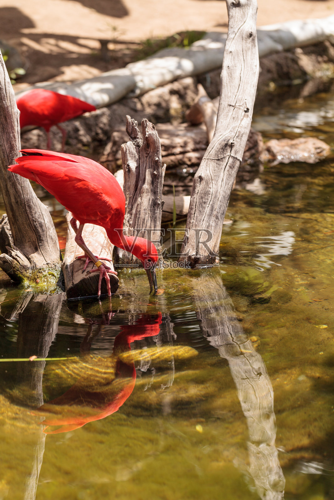 朱鹮,朱鹮照片摄影图片