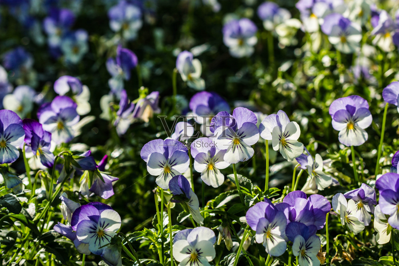 颜色干嘛花照片摄影图片