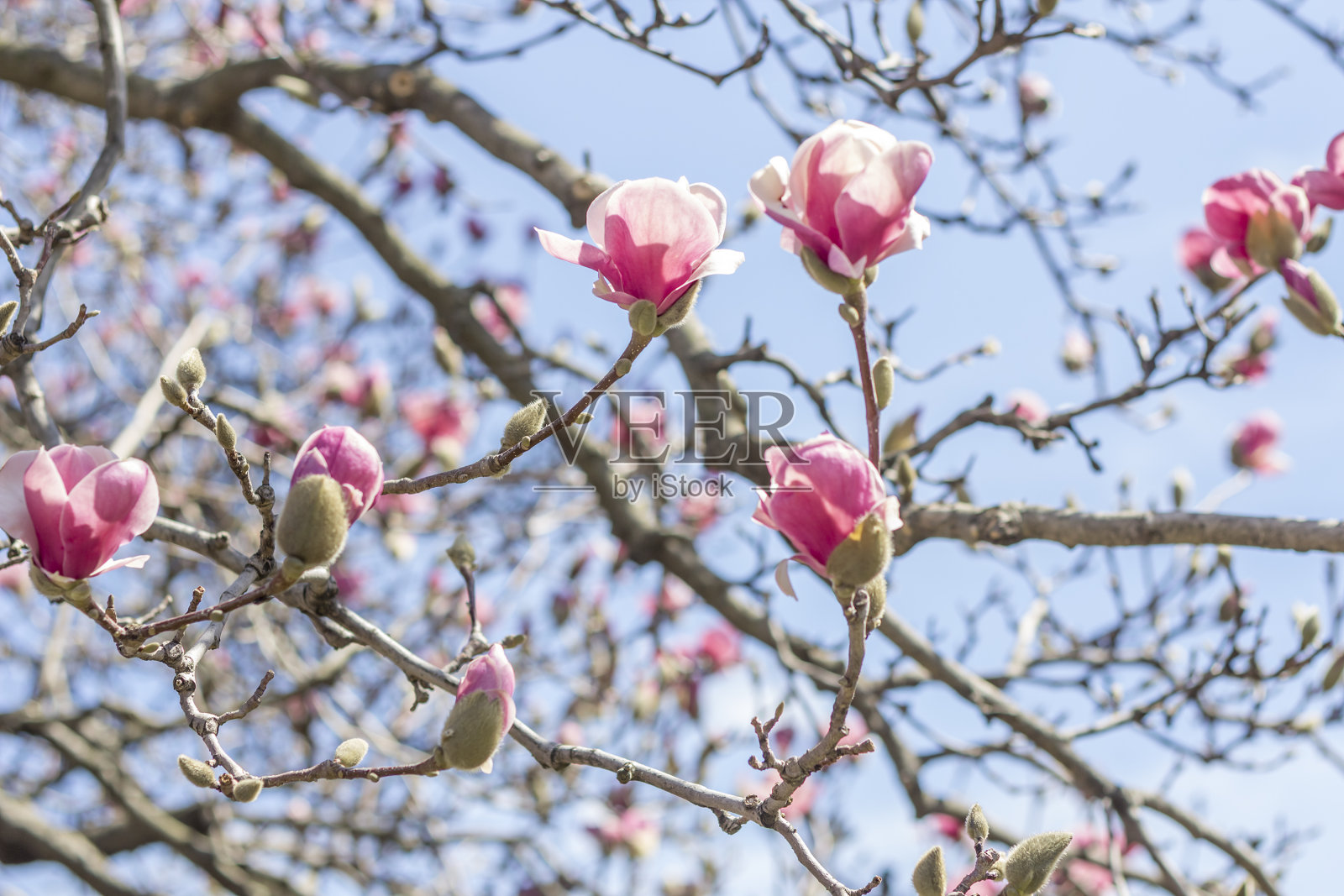 木兰郁金香树照片摄影图片