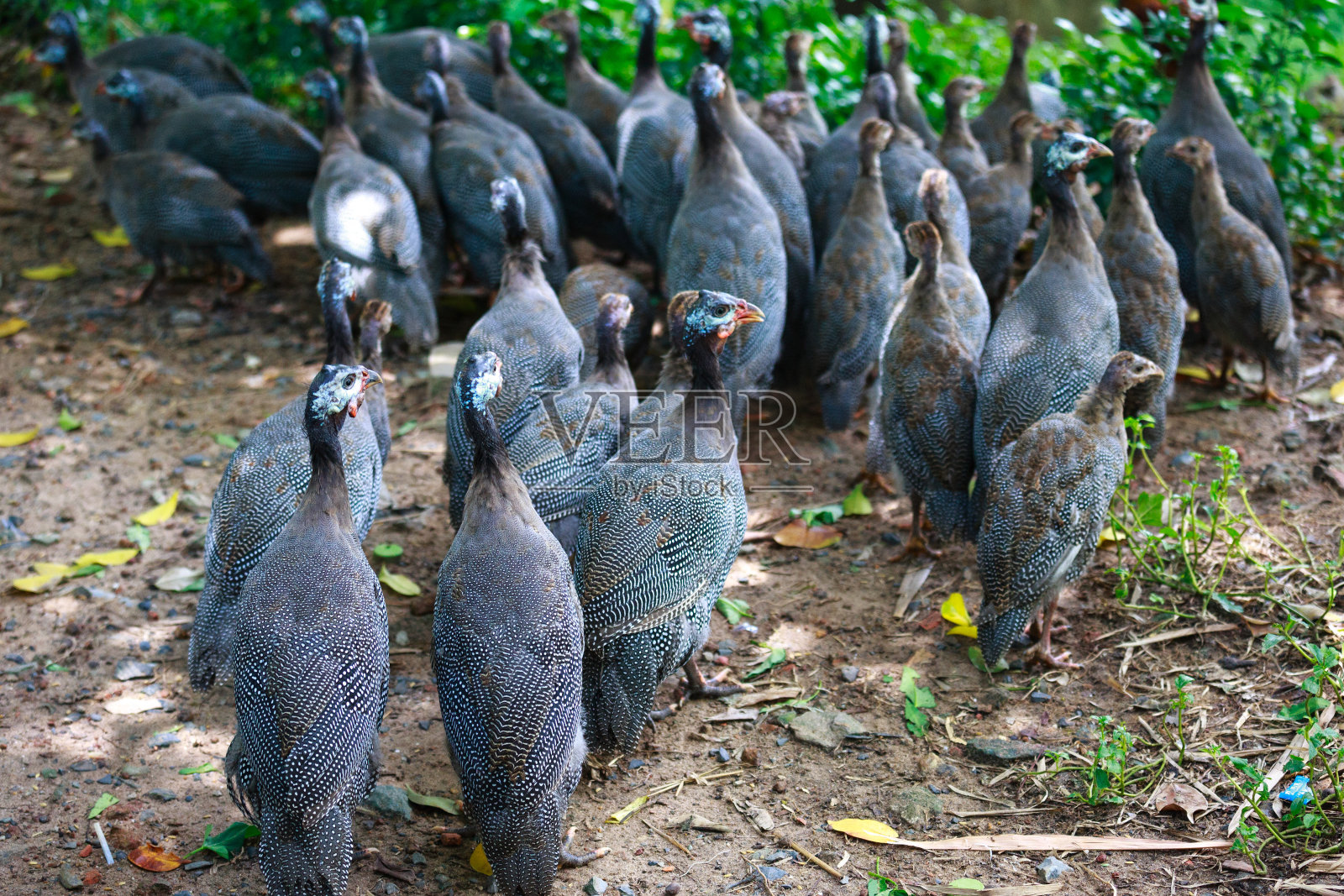 公园里的野生珍珠鸡照片摄影图片