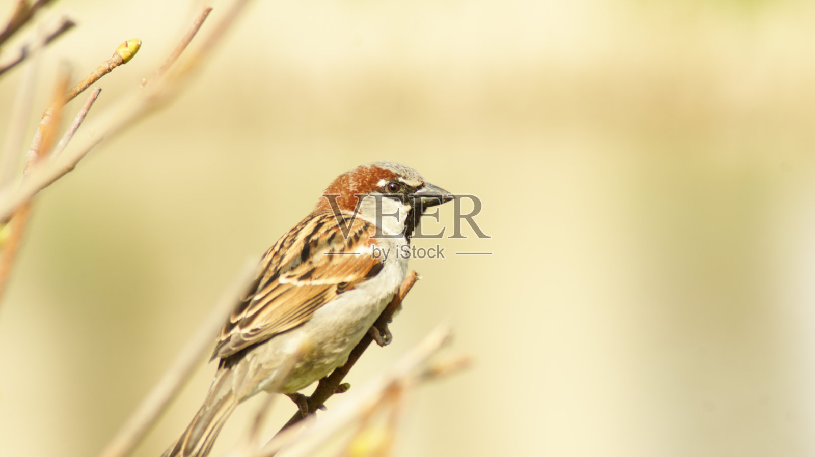 我们?彼勒神照片摄影图片