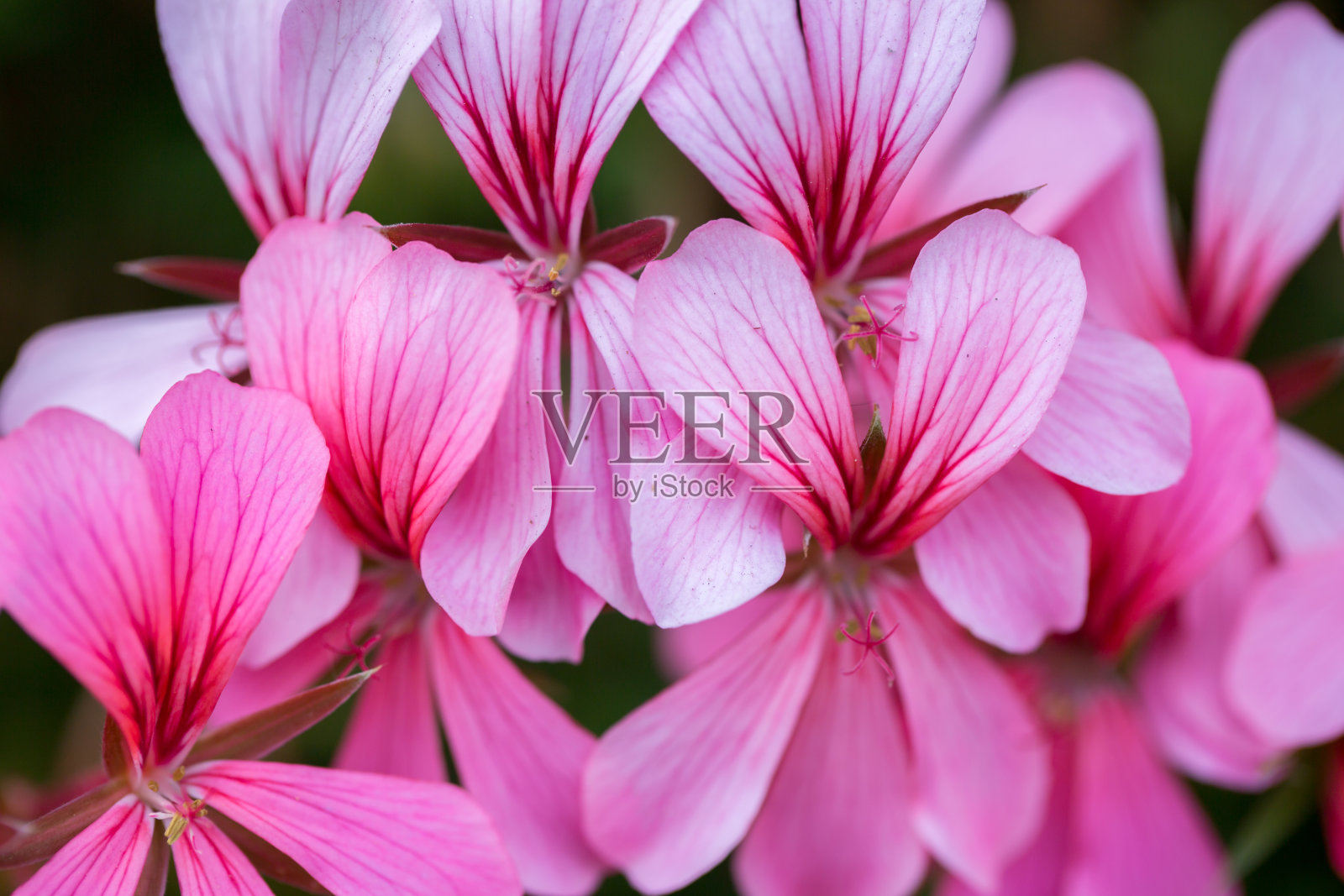 白色和粉红色的花盛开在春天照片摄影图片