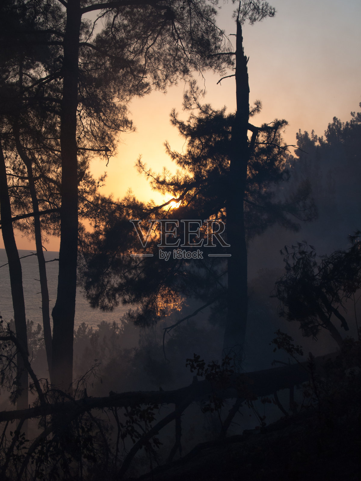 森林与雾的日落背景照片摄影图片