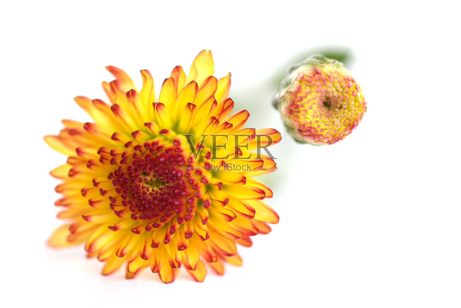 股票照片-花背景照片摄影图片