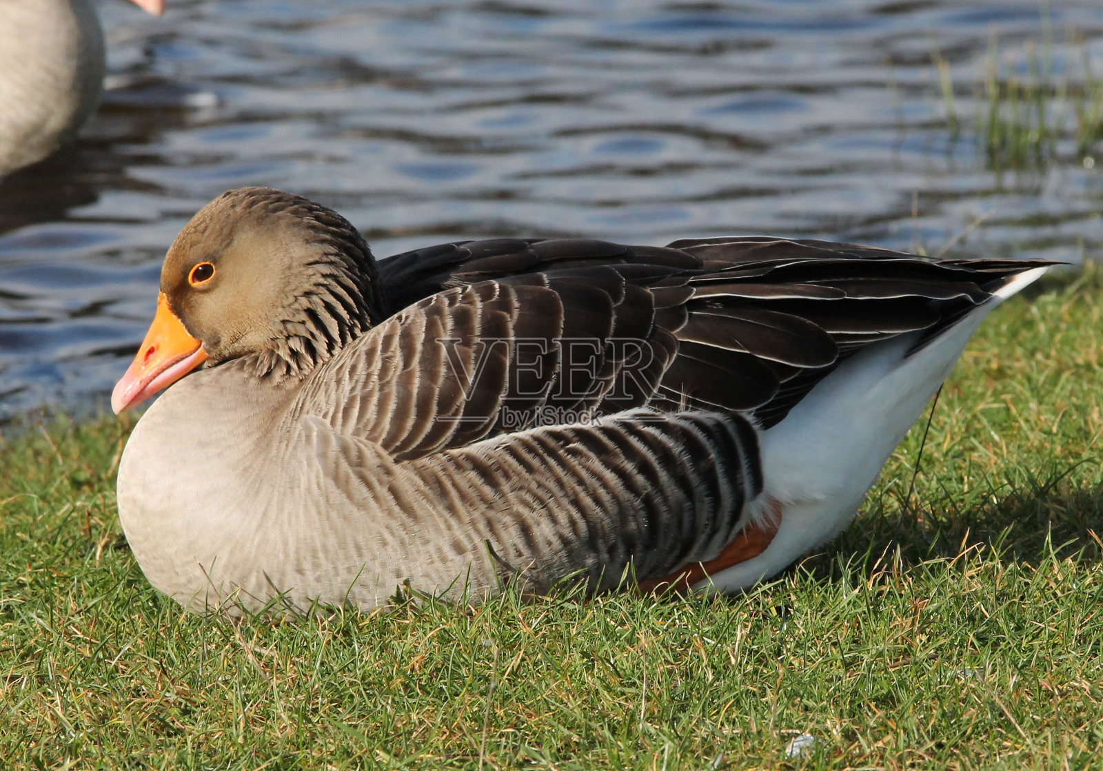 灰雁鹅照片摄影图片