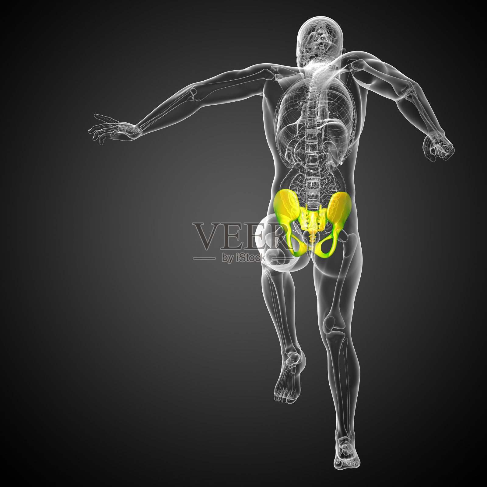 骨盆骨的3D医学插图照片摄影图片