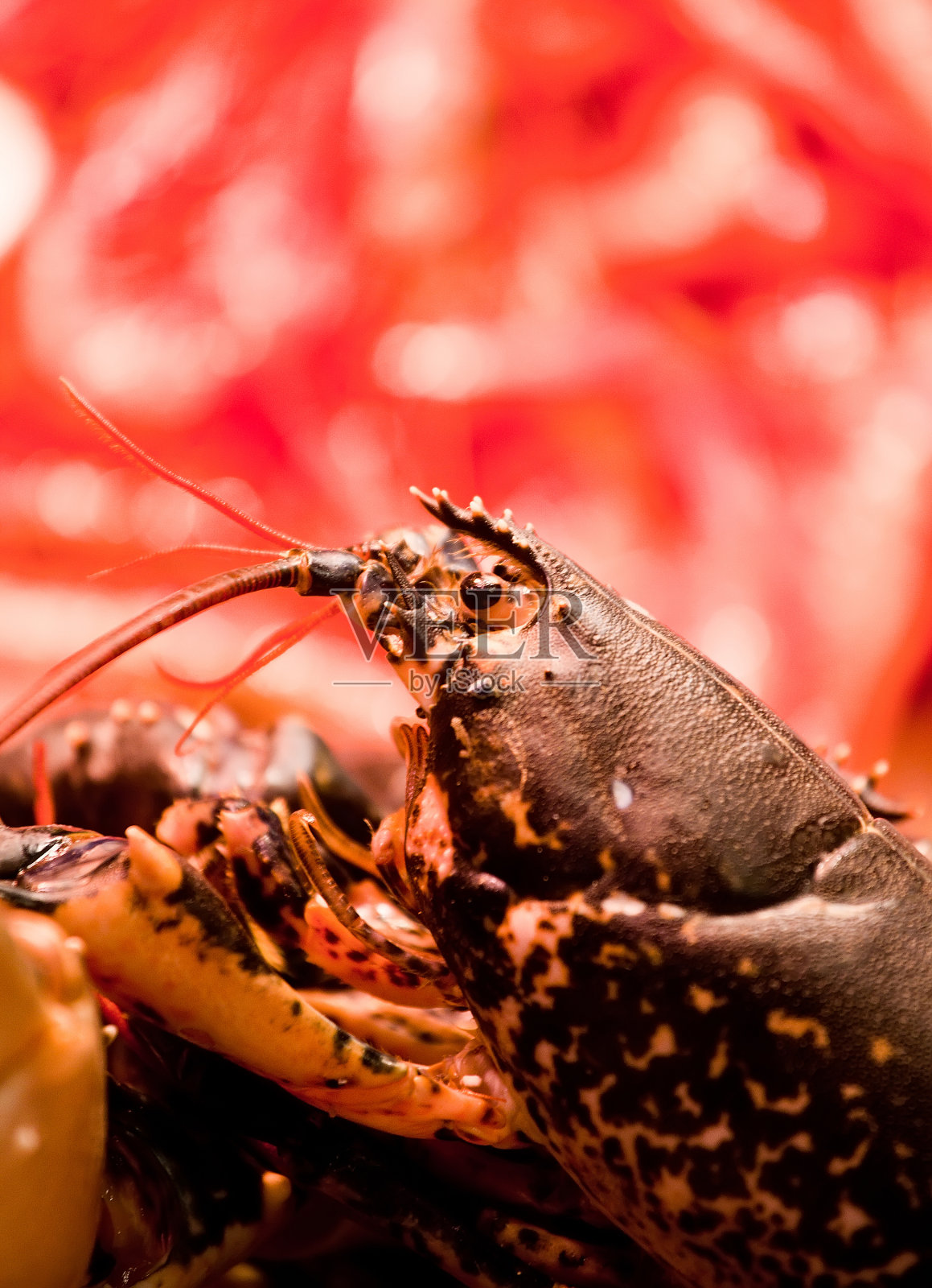 柜台上的大龙虾照片摄影图片
