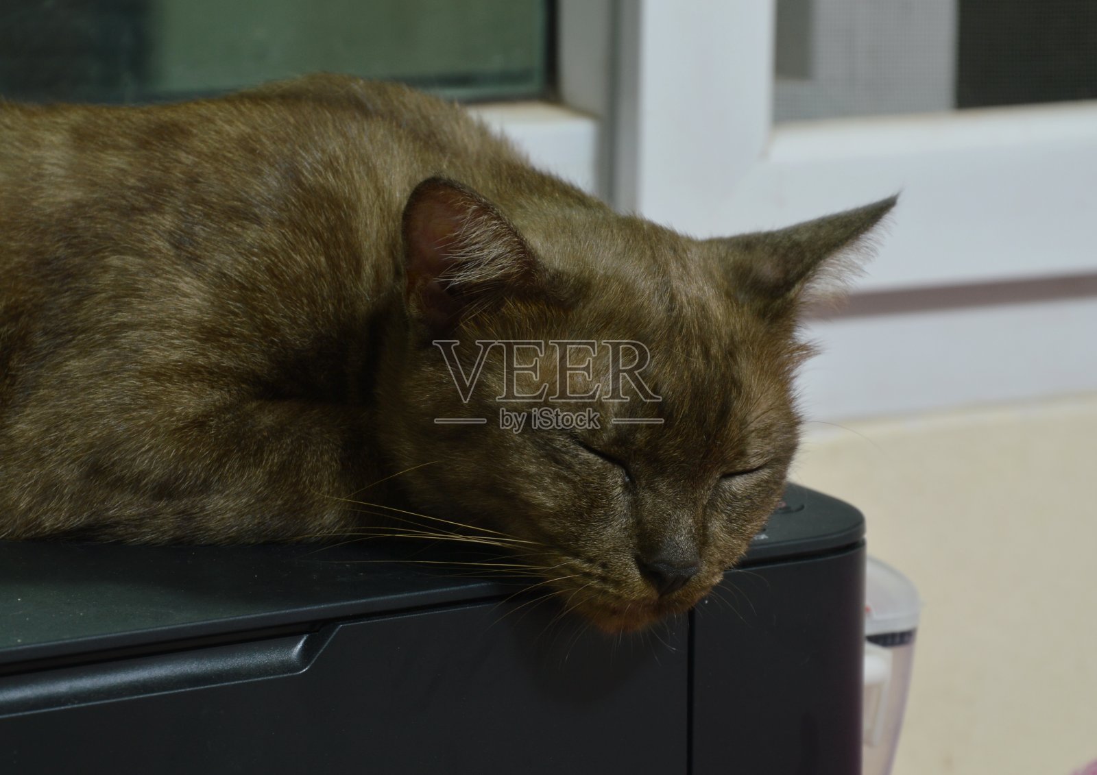 棕色的猫睡在打印机上照片摄影图片