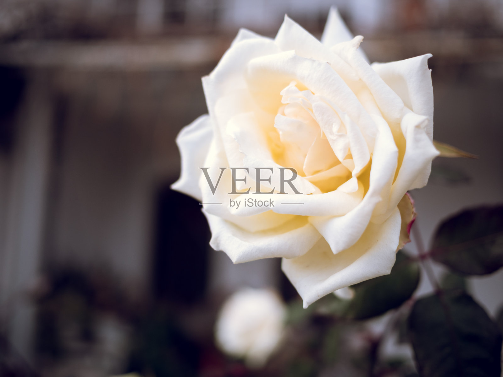 白玫瑰靠近树枝照片摄影图片