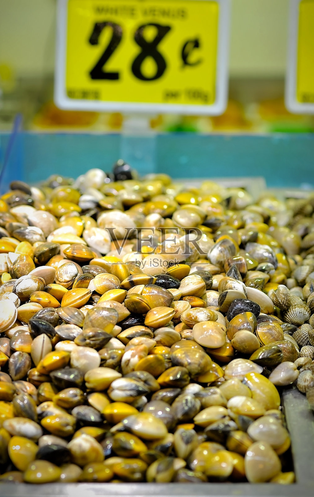 新鲜的轮船蛤照片摄影图片