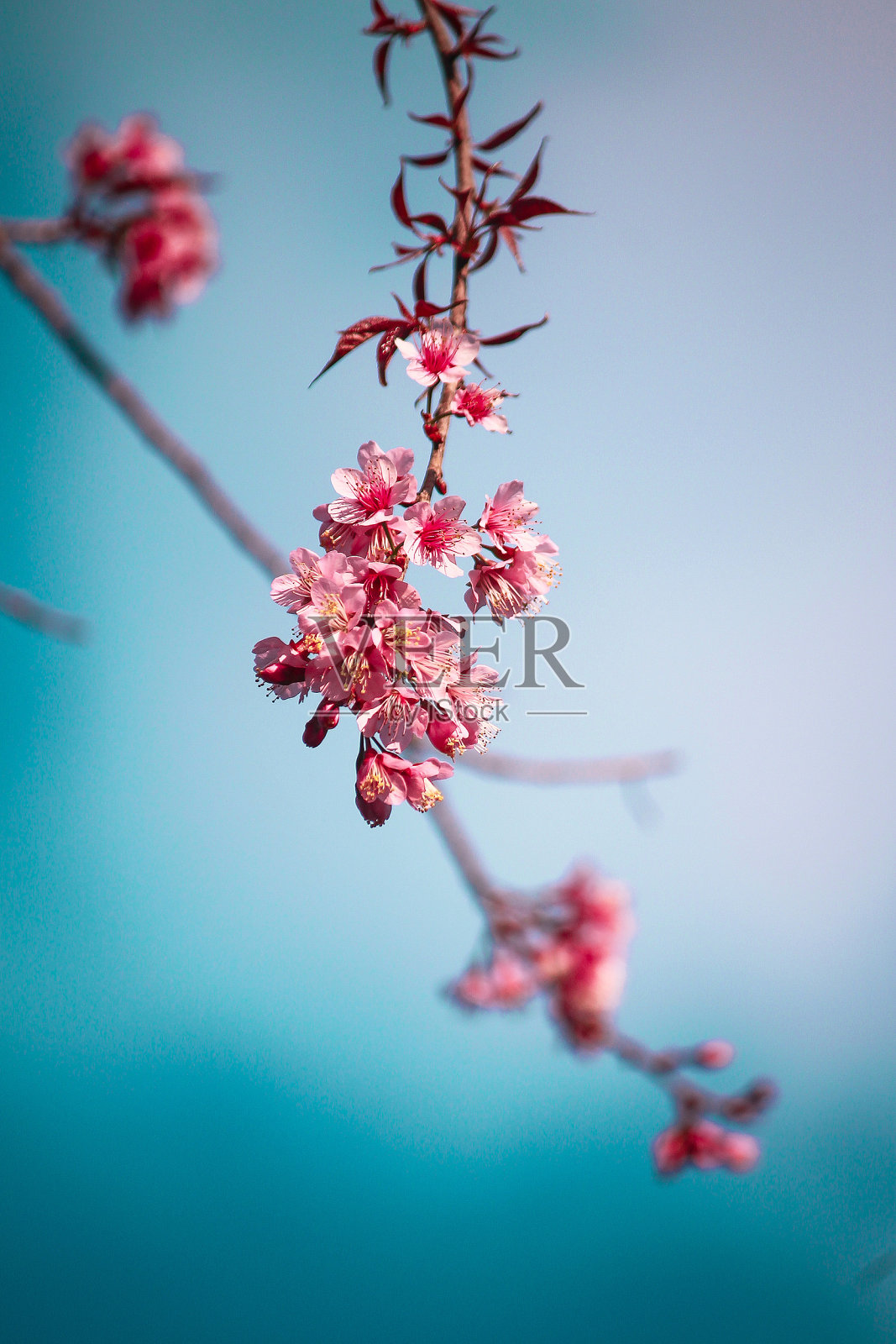 野生喜马拉雅樱桃照片摄影图片