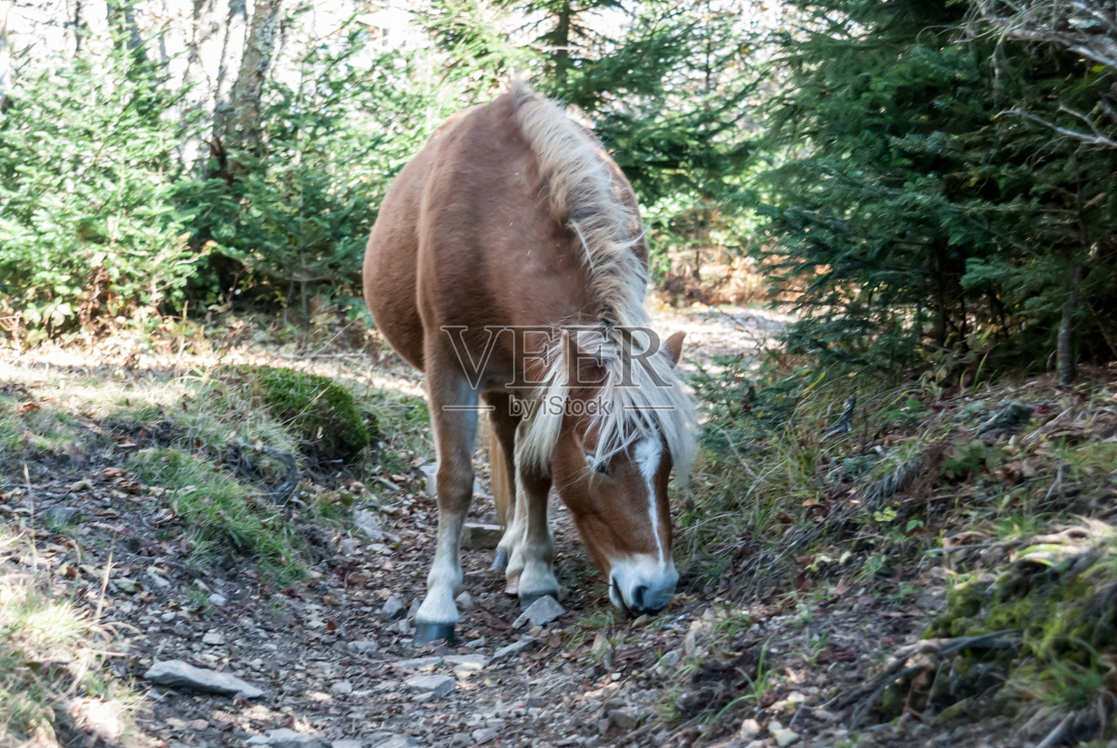 格雷森高地的小马照片摄影图片