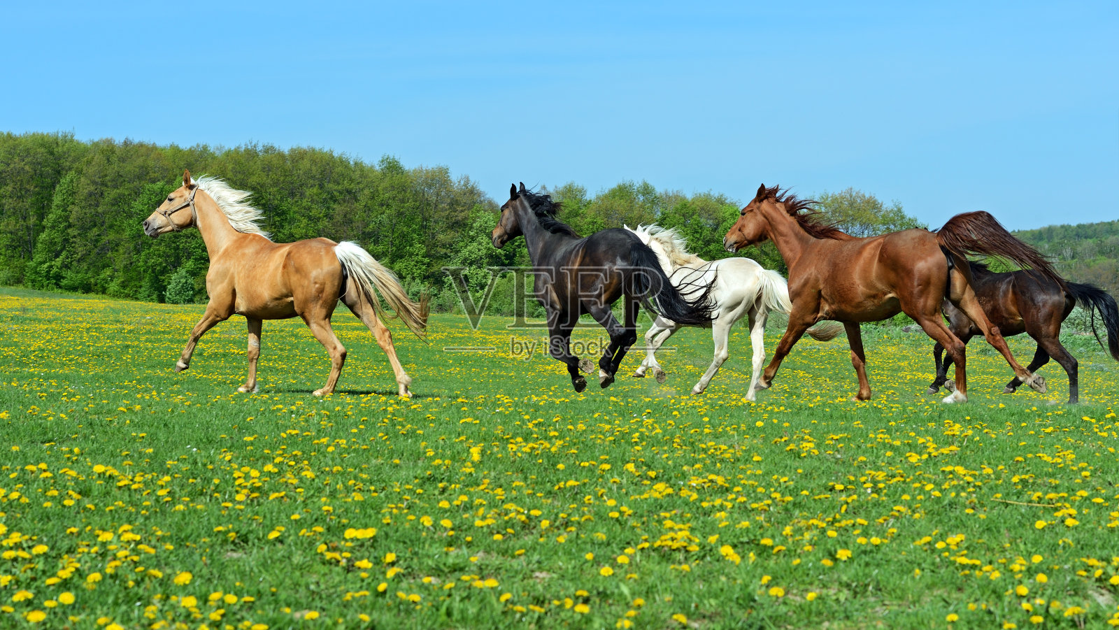 马照片摄影图片
