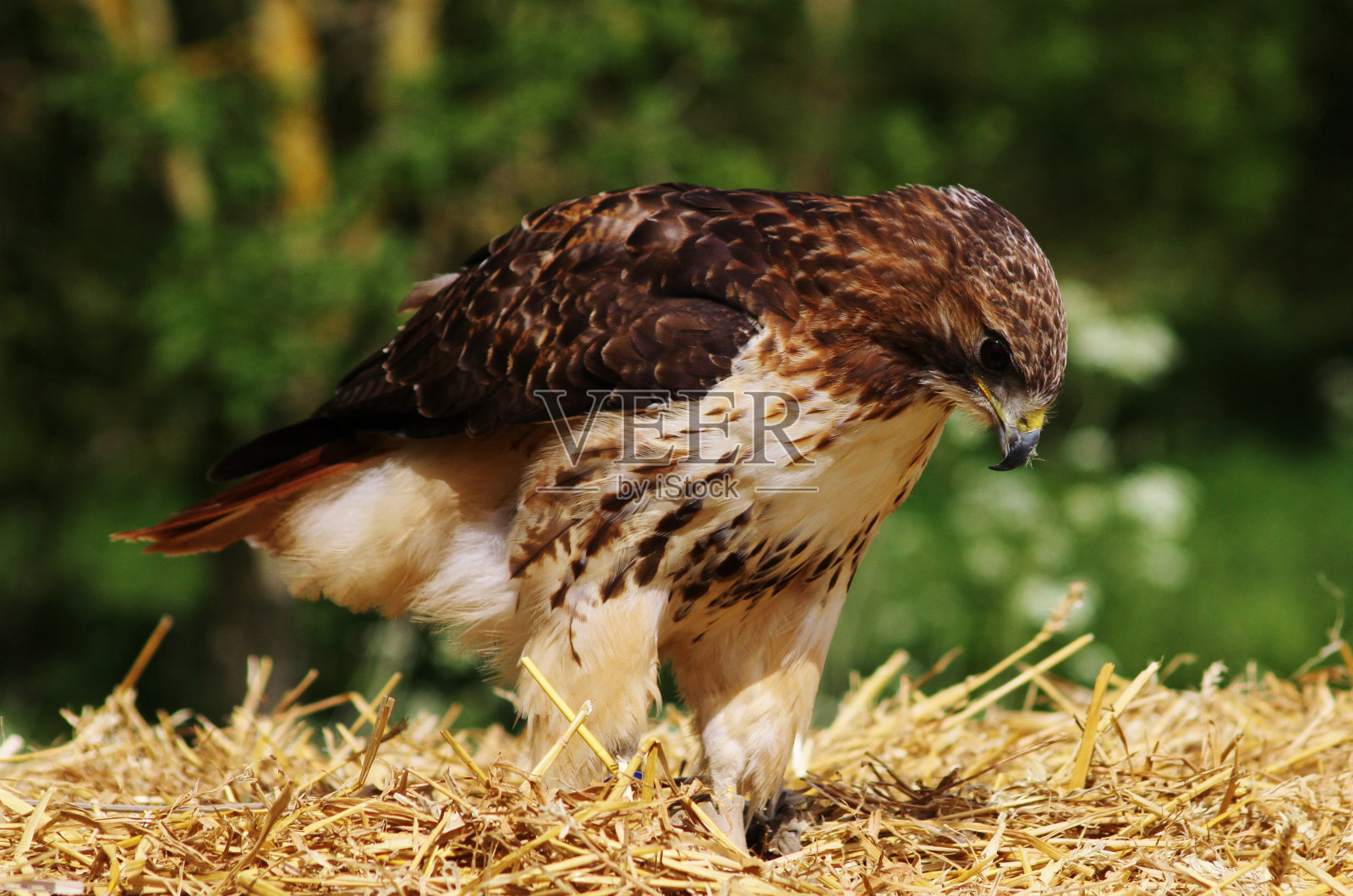 美国红尾鹰栖息在干草堆上。照片摄影图片