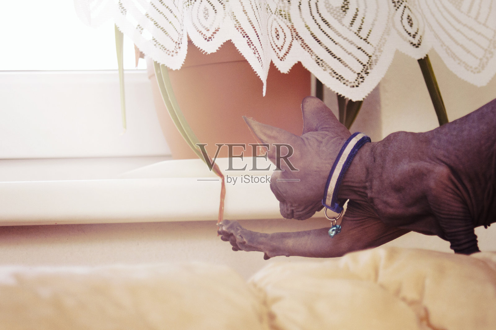 可爱的年轻斯芬克斯猫啃咬破坏植物和鲜花照片摄影图片