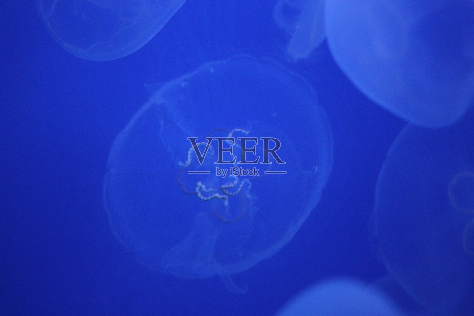 日本水族馆的水母照片摄影图片