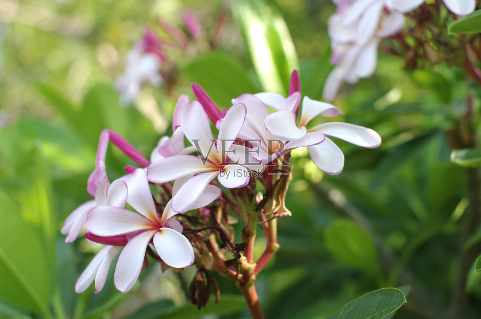 热带粉红色的花照片摄影图片