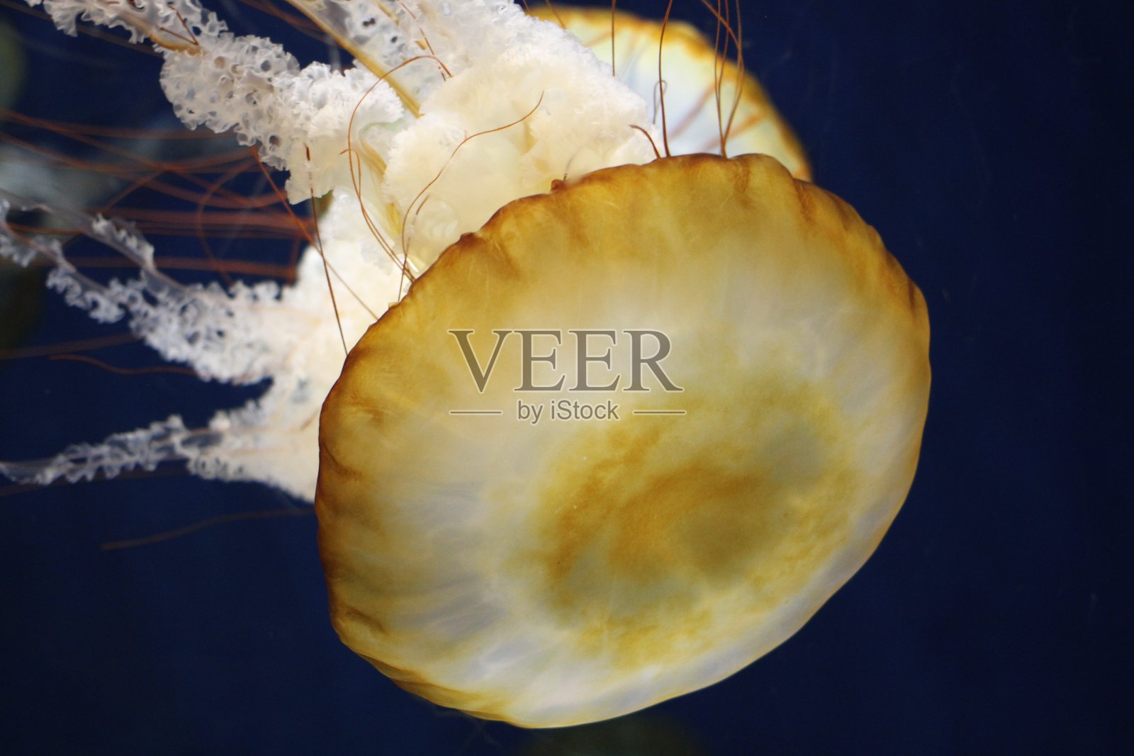 日本水族馆的水母照片摄影图片