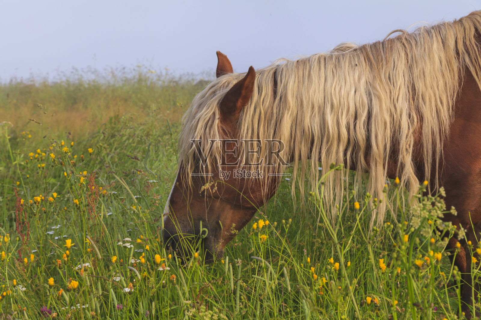 马在美丽的花雾草地上吃草照片摄影图片