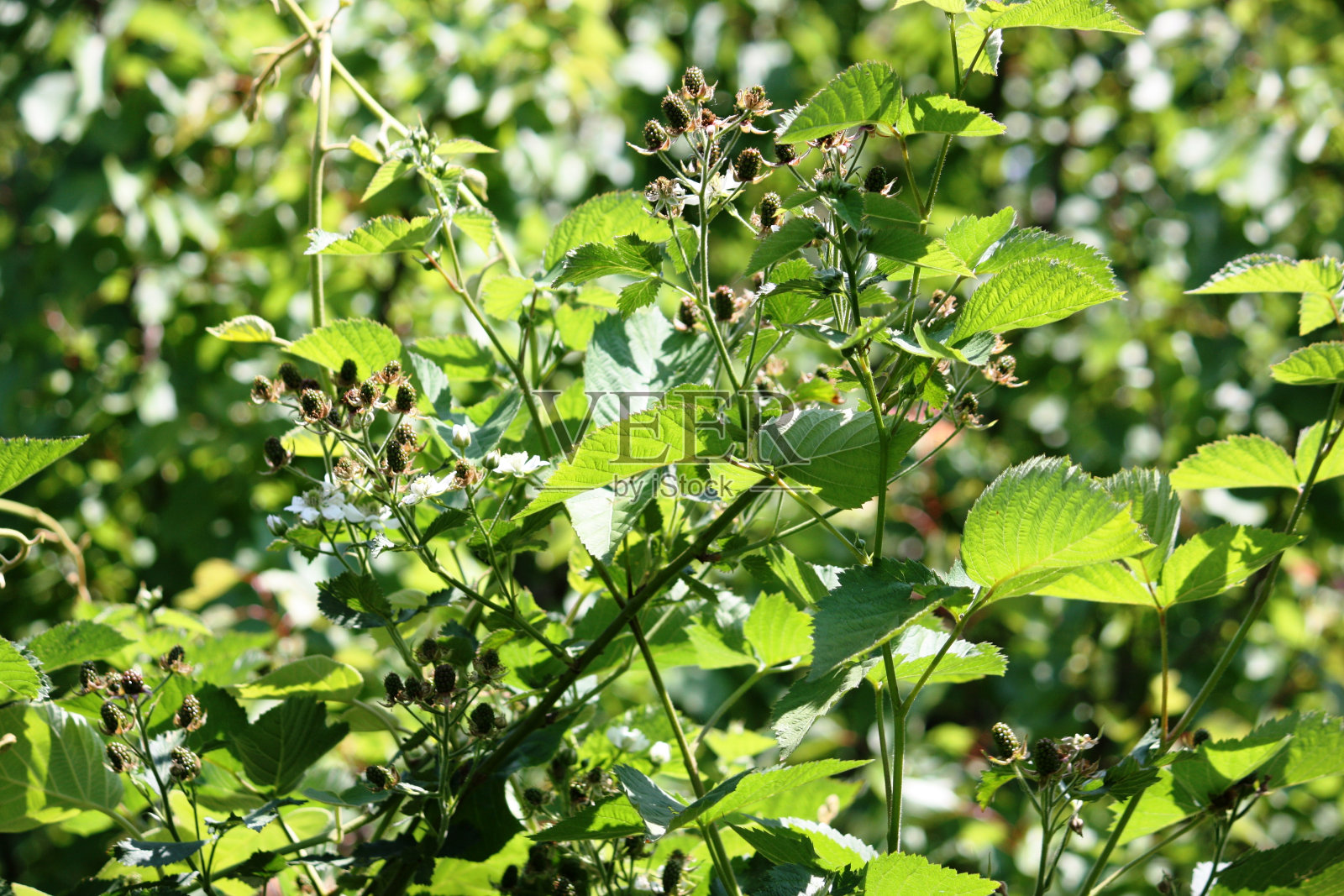 黑莓在花园里长得茂盛照片摄影图片