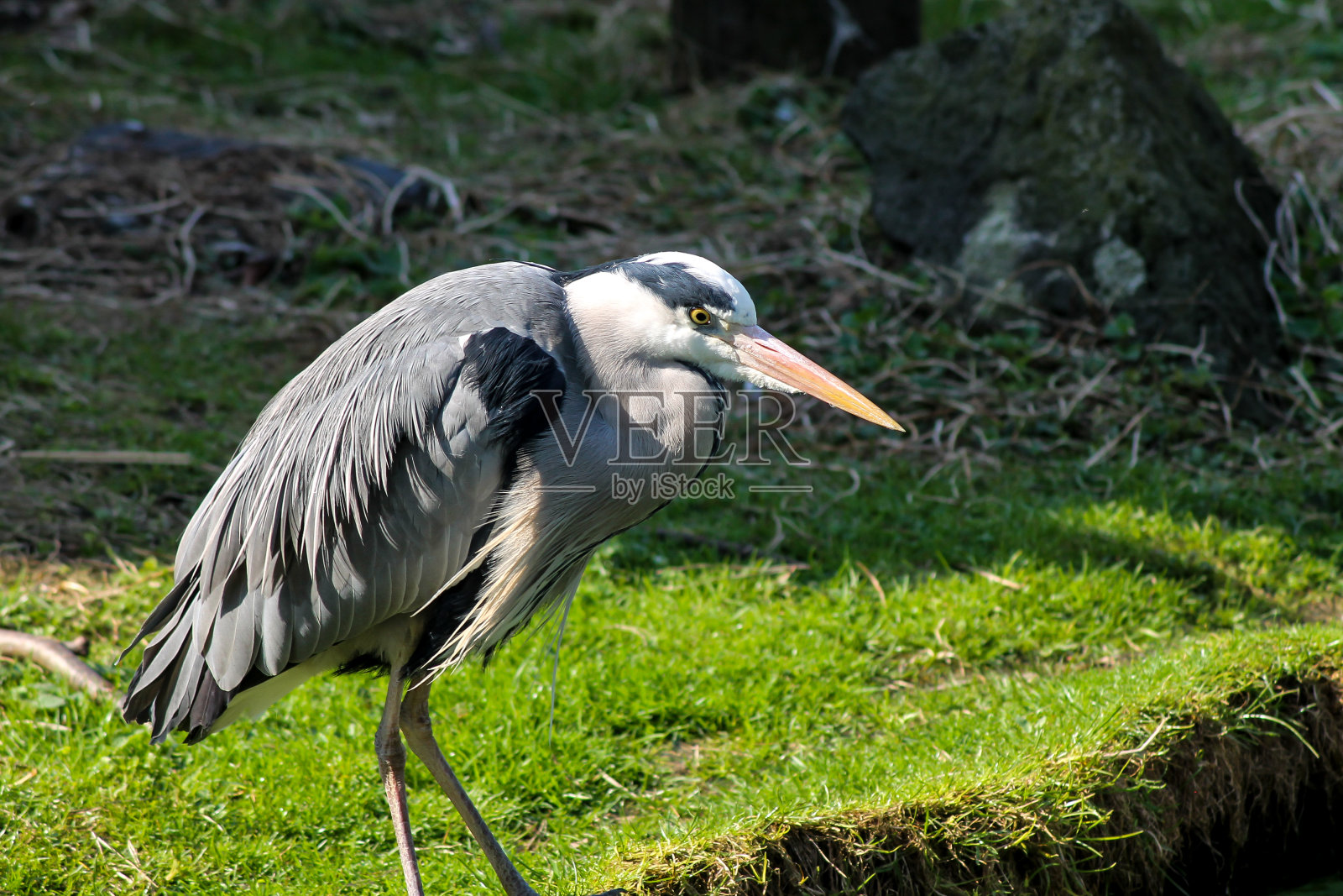 鹭照片摄影图片