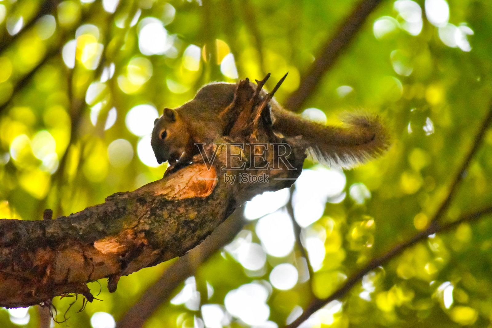 野生动物-松鼠玩耍时间照片摄影图片