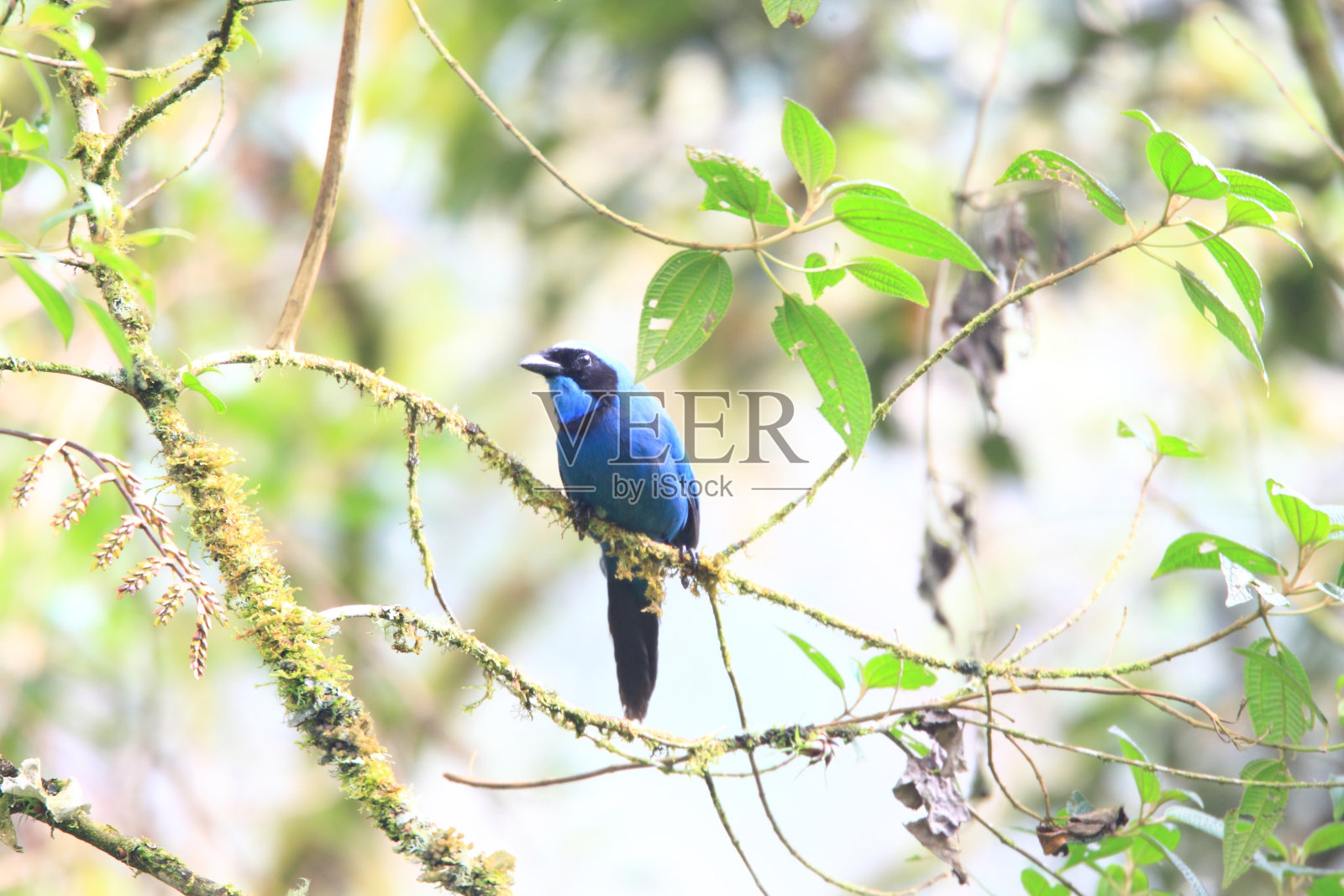 蓝绿色的杰照片摄影图片