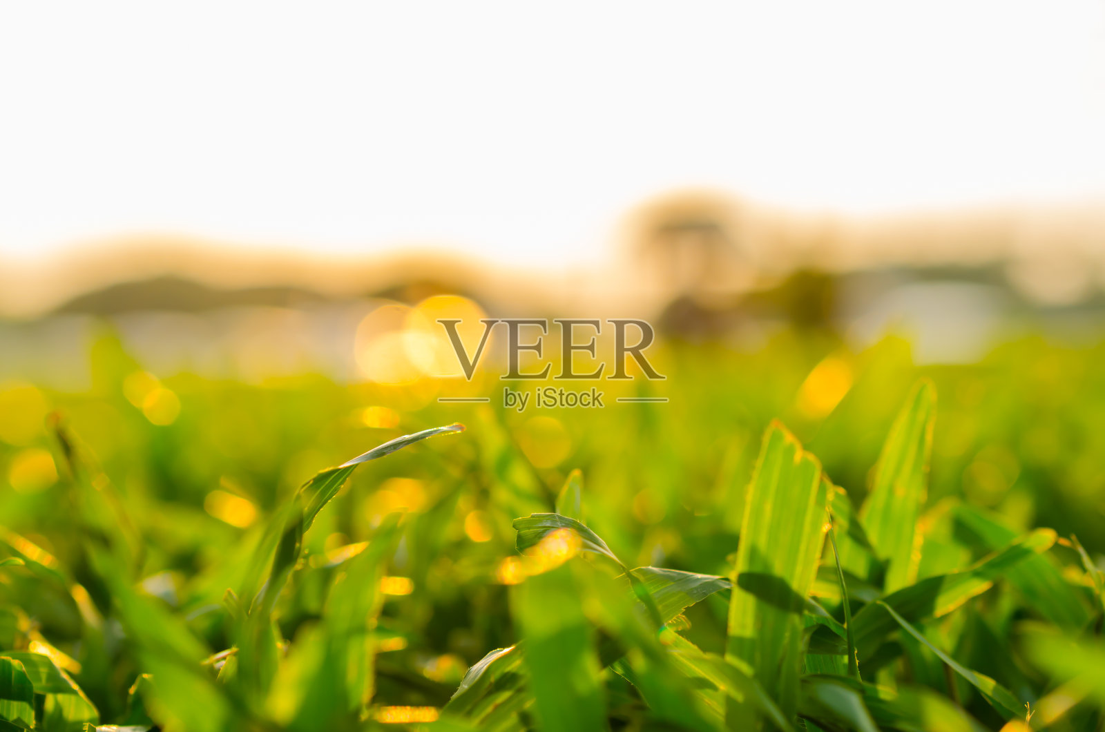 抽象的自然背景照片摄影图片