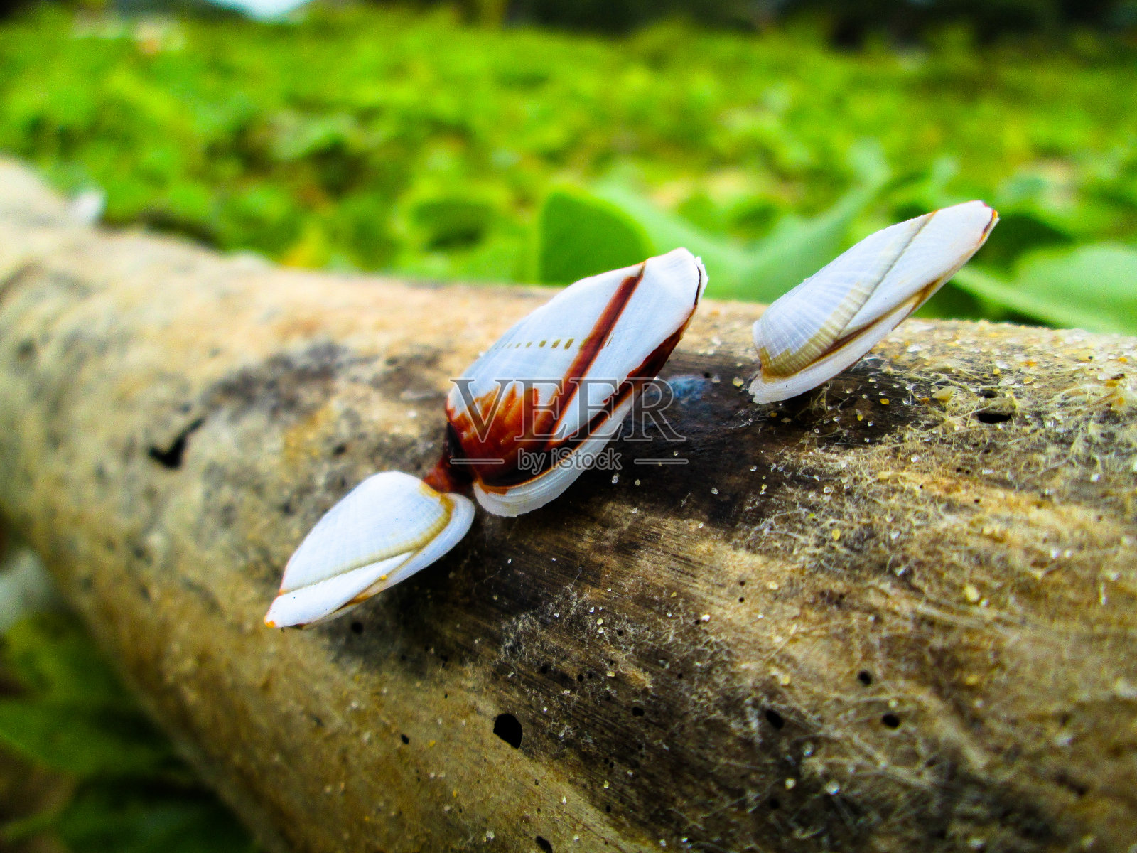 竹竿上的蛤照片摄影图片