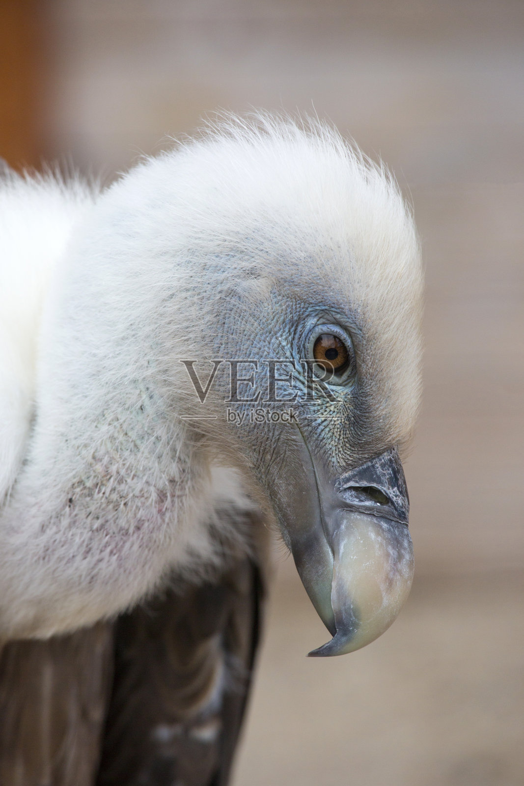 一只年轻的白雕的肖像照片摄影图片
