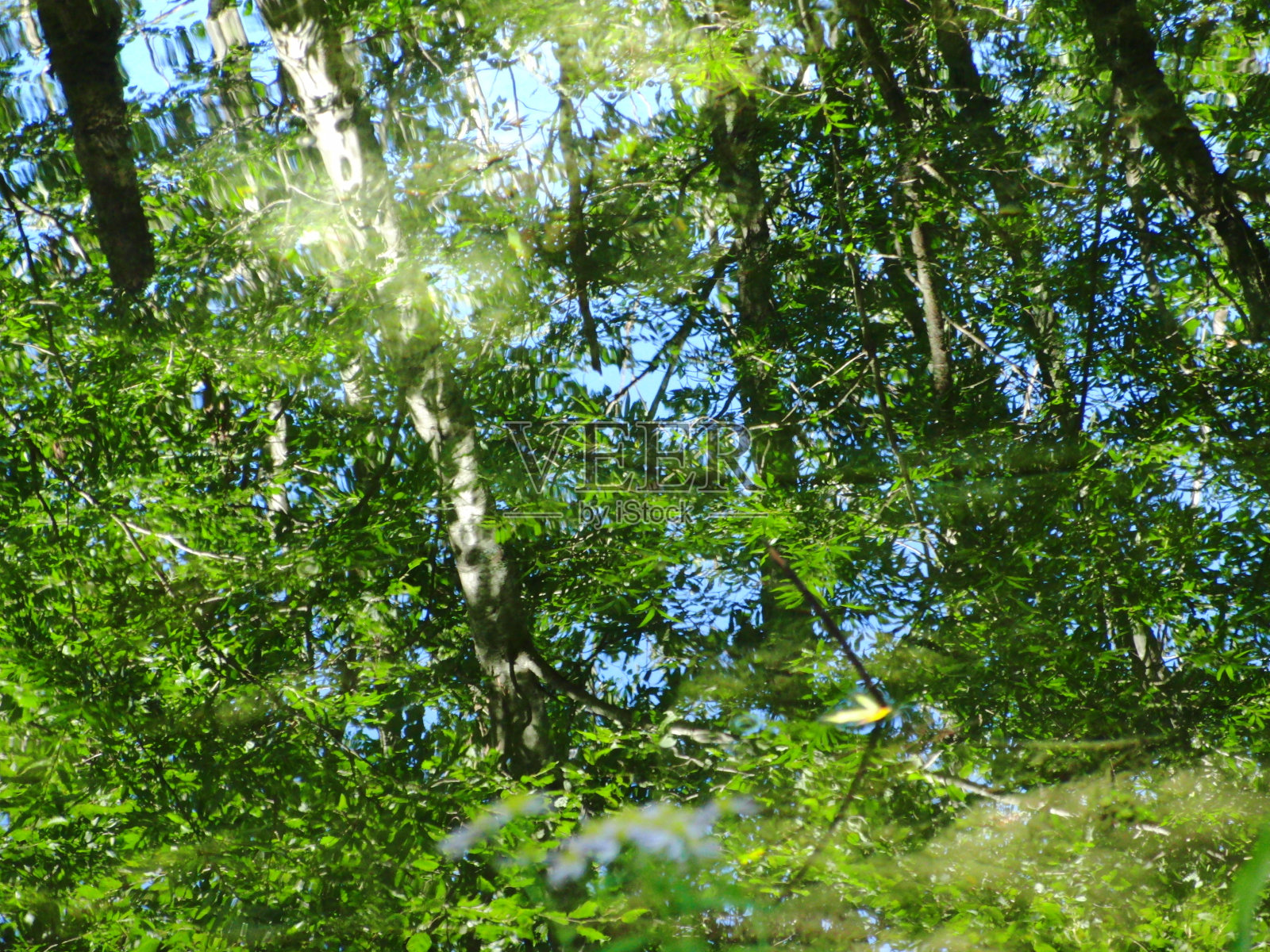 自然照片摄影图片