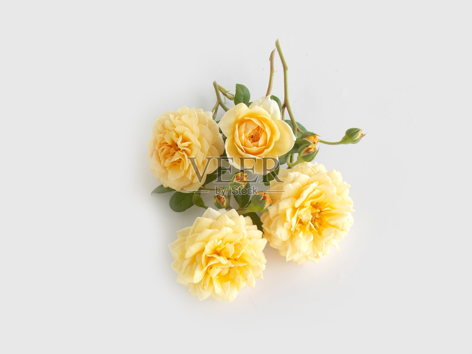 英国玫瑰花束照片摄影图片