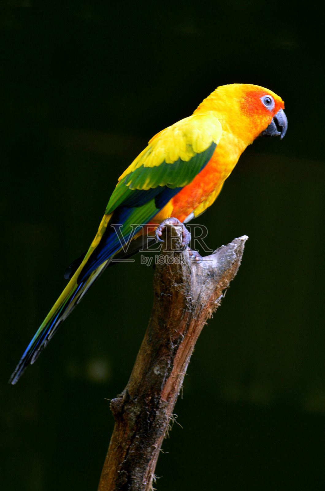 太阳坐在一棵树上照片摄影图片