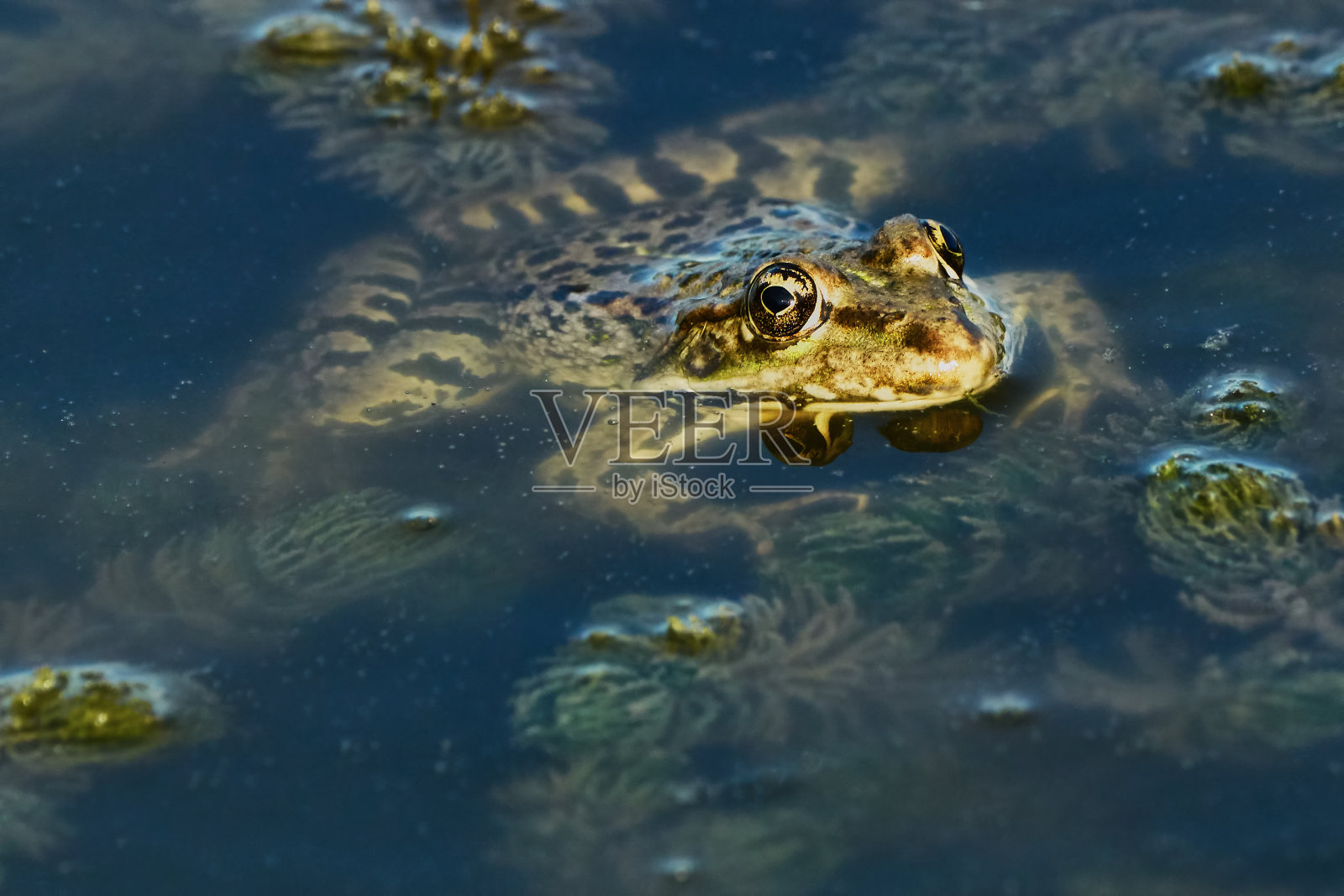 绿色的小青蛙照片摄影图片